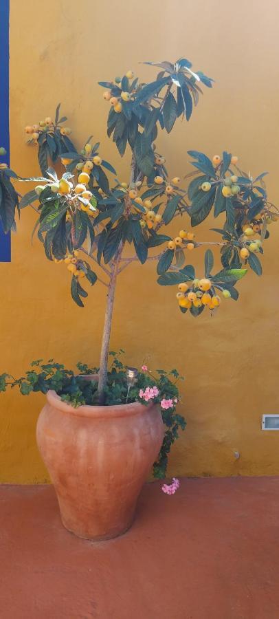 Casa Maestro Lelo - Acogedora Casa Rural Canaria Con Patios Y Jardines De Flores Las Palmas de Gran Canárias Exterior foto